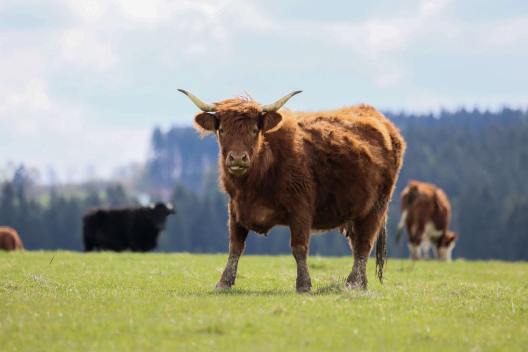 Eine Kuh auf der Weide